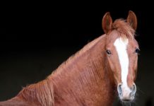 EQUESTRIAN: FEI General Assembly documents show good financial discipline, but demonstrates even a well-managed federation is underfunded